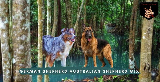 German Shepherd Australian Shepherd Mix