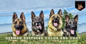 German Shepherd Color