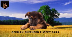 German Shepherd Floppy Ears