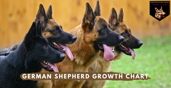 German Shepherd Growth Chart German Shepherd