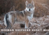 German Shepherd Husky Mix: Complete Breed Guide