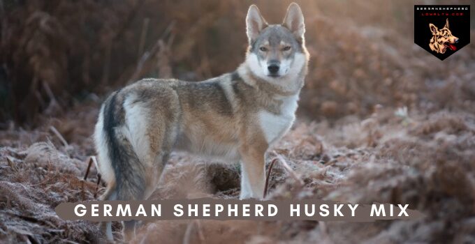 German Shepherd Husky Mix: Complete Breed Guide