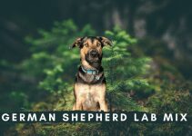 German Shepherd Lab Mix: Complete Guide of Sheprador
