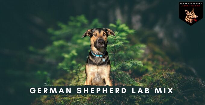 German Shepherd Lab Mix: Complete Guide of Sheprador