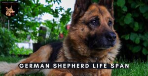 German Shepherd Life Span