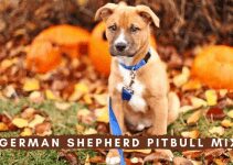 German Shepherd Pitbull Mix: Breed Info, Traits & Facts