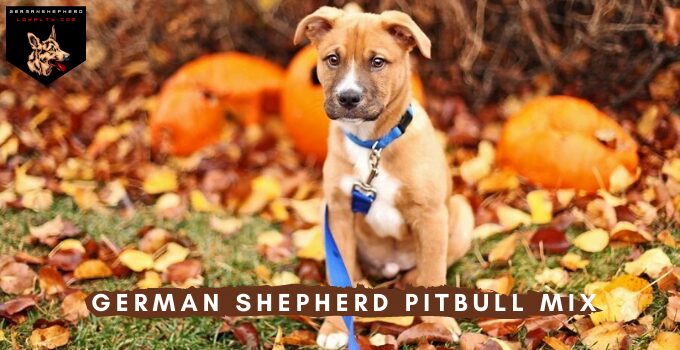 German Shepherd Pitbull Mix: Breed Info, Traits & Facts