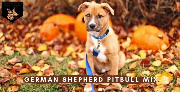 Sheppit German Shepherd Pitbull Mix: Breed Info, Traits & Facts German Shepherd