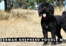 German Shepherd Poodle Mix: Dog Breed Info Facts