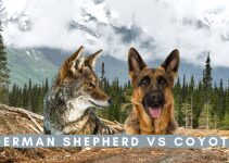 German Shepherd vs Coyote: Breed Differences & Comparison