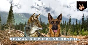 German Shepherd vs Coyote