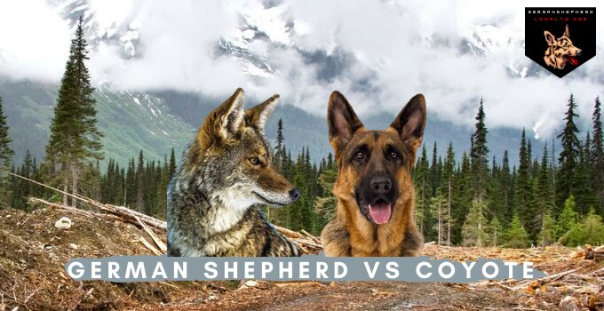 German Shepherd vs Coyote: Breed Differences & Comparison