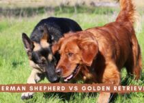 German Shepherd vs Golden Retriever: Which is the best dog for You?