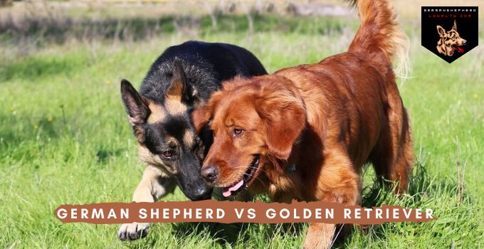 German Shepherd vs Golden Retriever: Which is the best dog for You?