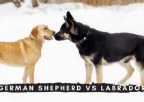 German Shepherd vs Labrador: Breed Comparison