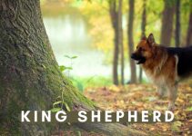 King Shepherd or German Shepherd the Right Dog Breed for You?