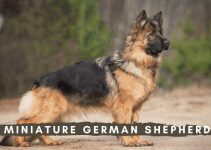 Miniature German Shepherd Breed Overview
