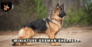 Miniature German Shepherd