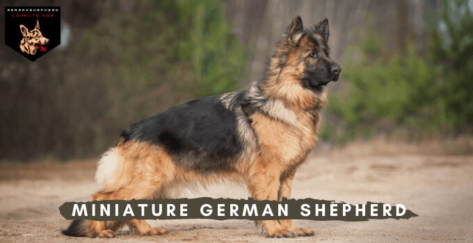 miniature german shepherd full grown