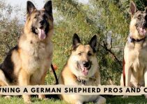 Owning A German Shepherd Pros And Cons