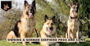 Owning A German Shepherd Pros And Cons