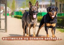 Rottweiler vs German Shepherd: Breed Comparison & Differences Dog