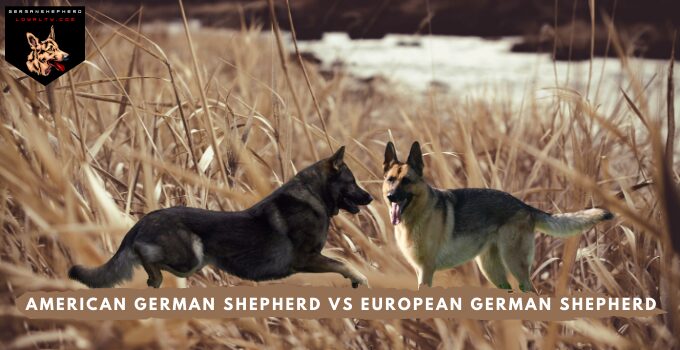 American German Shepherd Vs European German Shepherd