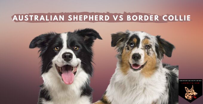 Australian Shepherd Vs Border Collie German Shepherd