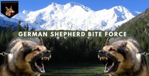 German Shepherd Bite Force