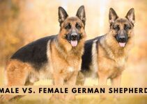 Male vs Female German Shepherd: What is the Difference