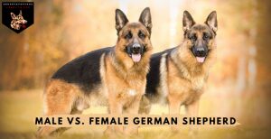 Male vsFemale German Shepherd