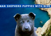 My “Purebred” German Shepherd Puppies with Blue Eyes!