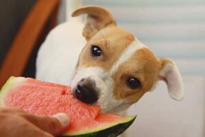 How Is Watermelon Good For Dogs?