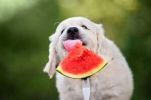 How to Feed Your Dog Watermelon