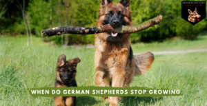 When do German Shepherds Stop Growing