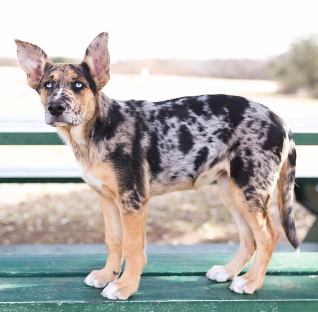 Catahoula German Shepherd Mix