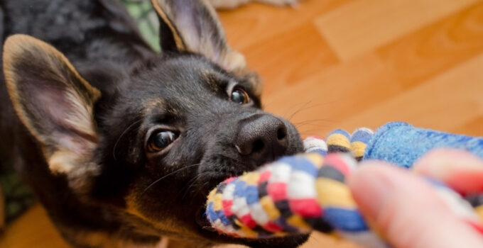 How to Keep Your Dog Entertained: Tips for Fun and Engaging Playtime