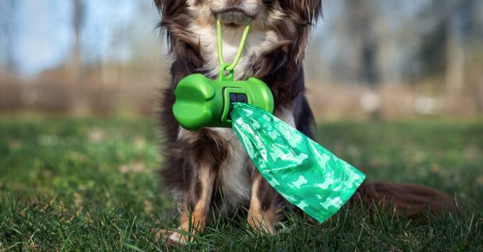 Dog Poop Bags: A Guide to Going Green and Keeping the Environment Clean ...