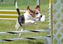 Training Your Dog For Specific Tasks: How To Train For Agility, Obedience, And More
