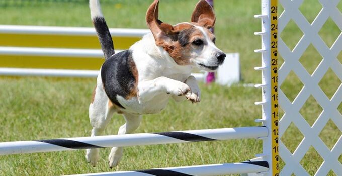 Training Your Dog For Specific Tasks: How To Train For Agility, Obedience, And More
