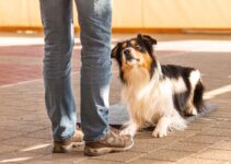 Understanding Dog Psychology: Tips from a Professional Dog Behaviourist