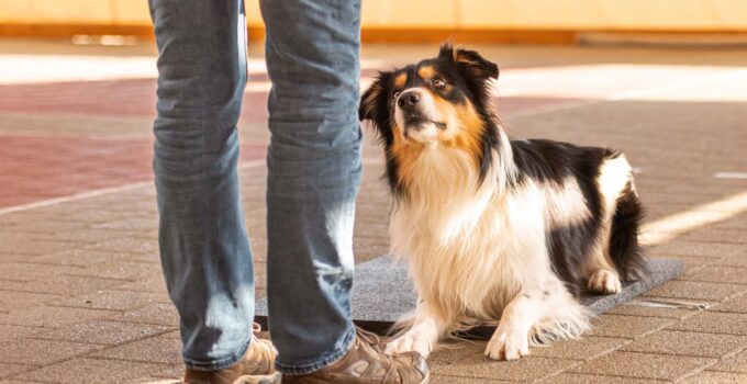 Understanding Dog Psychology: Tips from a Professional Dog Behaviourist