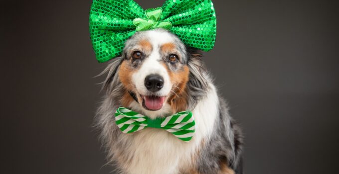 Accessorizing Your Pup for St. Patrick’s Day 2023: Bandanas, Bowties, and More