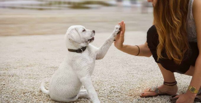 Building a Strong Bond: How Training Enhances Your Relationship With Your Dog?