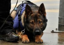 Training Your Own Personal Protection Dog: Challenges and Rewards